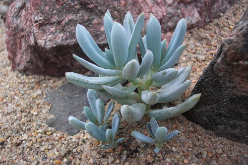 senecio serpens